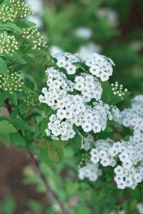 白色绣线菊