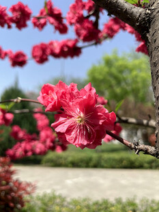 枝头绽放的艳丽红花朵