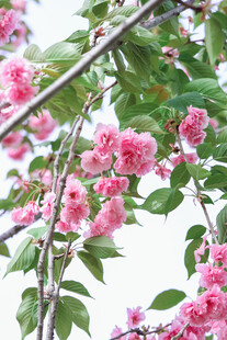 枝头绽放的娇艳粉色花朵