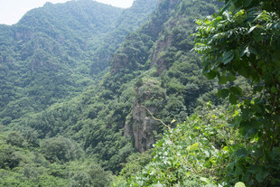 翠绿山峦间的繁茂植被