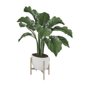 白色花盆中的大叶绿植