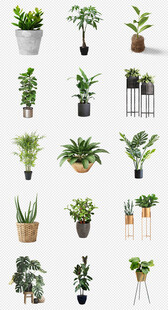 多样绿植盆栽展示