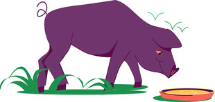 紫色猪低头进食场景