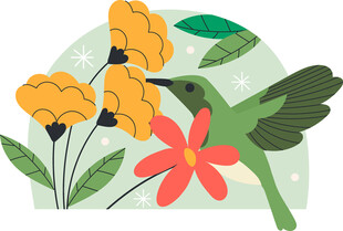 蜂鸟与花卉插画