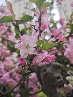 海棠花