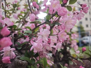 海棠花