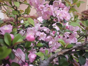 海棠花