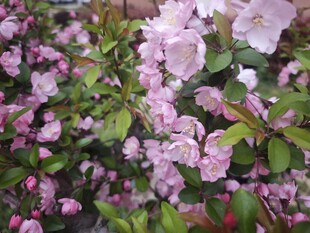 海棠花