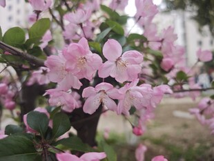 盛开的粉色海棠花
