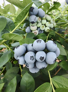蓝莓栽培