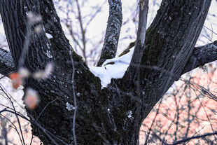 雪覆树枝间的一抹橙