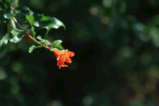 石榴花