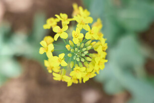 油菜花