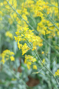 金黄油菜花绽放田园间