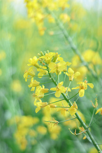 金黄油菜花