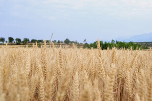 金黄麦田