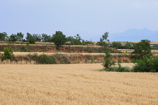 金黄田野