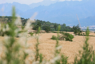 田野风光