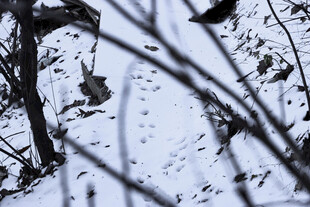 雪覆树枝