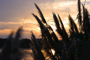 夕阳下的芦苇美景