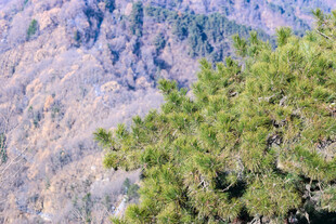 山间翠绿松树近景