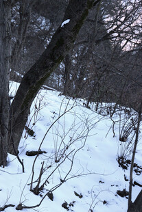 冬日雪覆树林景象