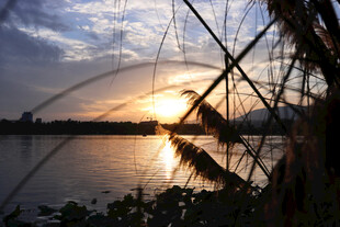 夕阳下湖畔芦苇美景
