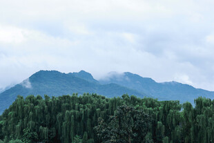山林云雾间的清新景致