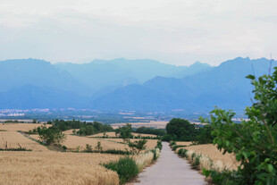 乡间麦路