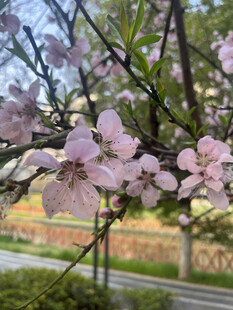 春日绽放的粉嫩桃花