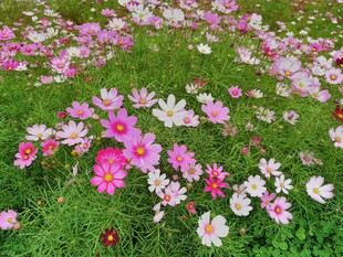 缤纷格桑花绽放于草地