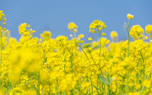 金黄油菜花海绽放