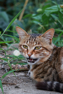 野外的条纹猫