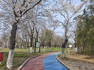 公园彩色步道旁树木林立