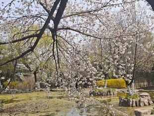 春日繁花盛开的园林景致