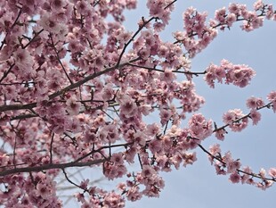 盛开的粉色樱花树