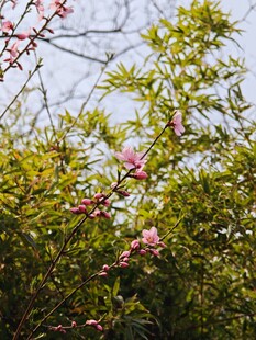 春日繁花绿植景观
