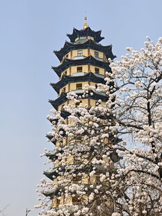 古塔春花相映成美景