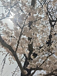 枝头绽放的美丽樱花