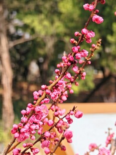 枝头绽放的娇艳粉色梅花