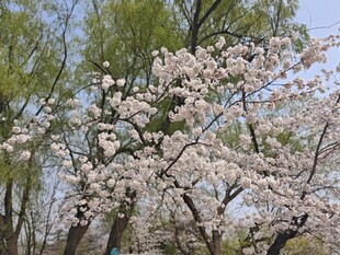 春日盛开的烂漫樱花树