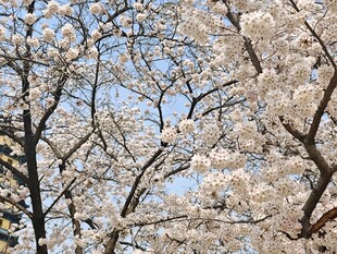 春日盛放的烂漫樱花树