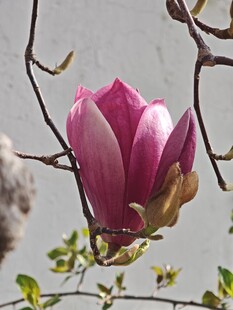 绽放的娇艳玉兰花