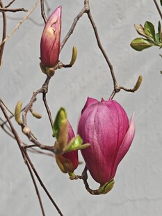 玉兰花苞绽放枝头