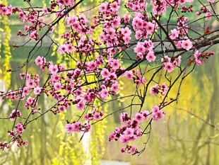 春日绽放的娇艳粉嫩花枝