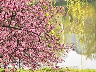 春日繁花绽放美景