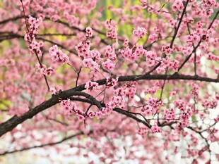 枝头粉嫩樱花绽放