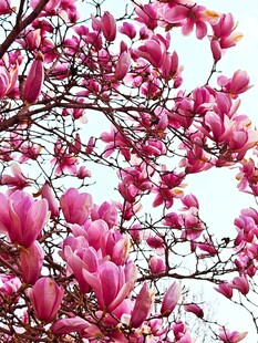 盛开的粉色玉兰花