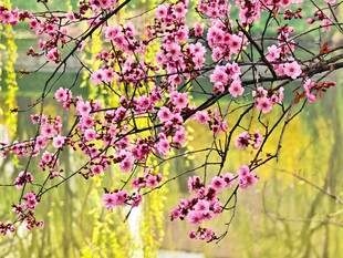 春日繁花绽放枝头