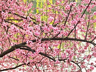 烂漫樱花枝头绽放